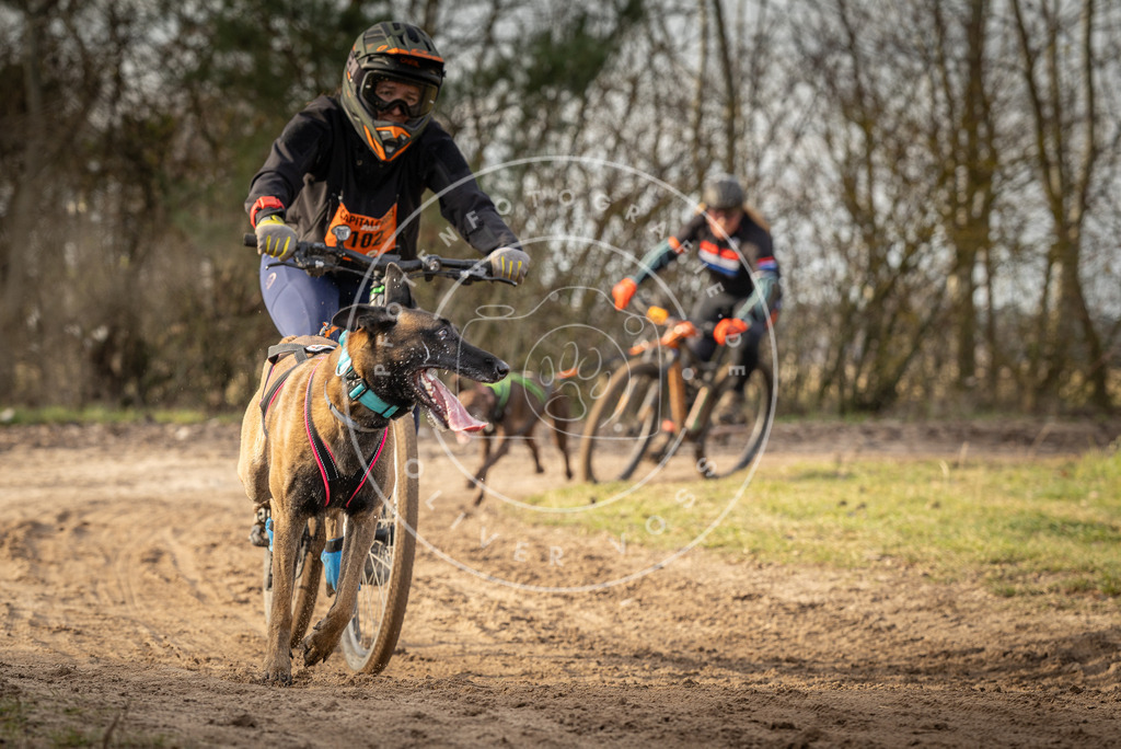 Pfotenfotografie_DV3A8840 | Hundefotografie, Tierfotograf, Pfotenfotografie, Fotoshooting Hund, Hunde Portrait, Hundesport, Hundeportraits, Heideshooting, Hunde, Sportfotograf, Hundefotograf, Turnierhundsport, THS,  - Realisiert mit Pictrs.com