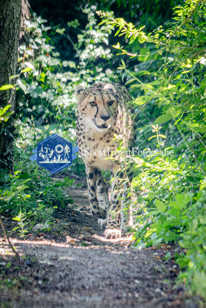 IMG_6334 | SportEventFotografie - Roman Stoiber