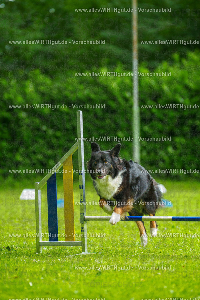 @allesWIRTHgut_Tierfotografie - www.allesWIRTHgut.de - 091256-7R506727 | Professionelle Tierfotografie in Mönchengladbach von Daniel Wirth (allesWIRTHgut). Liebevolle & natürliche Bilder von Hunden & Katzen für unvergessliche Erinnerungen.
