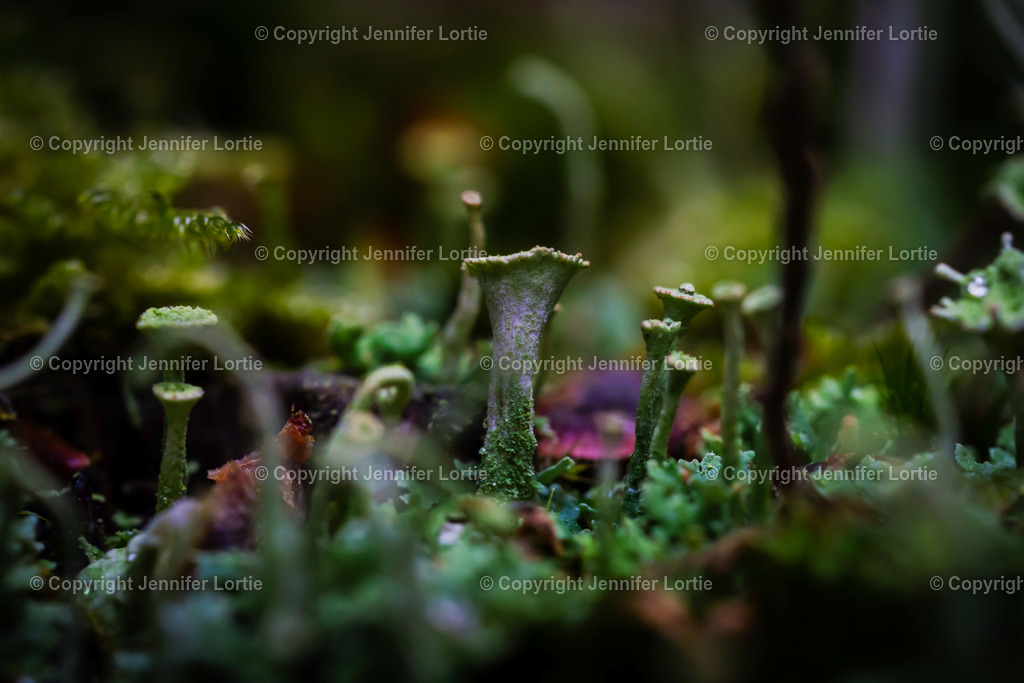 Trompetenflechte | Kreative Naturaufnahmen als hochwertige Druckprodukte kaufen. - Realisiert mit Pictrs.com