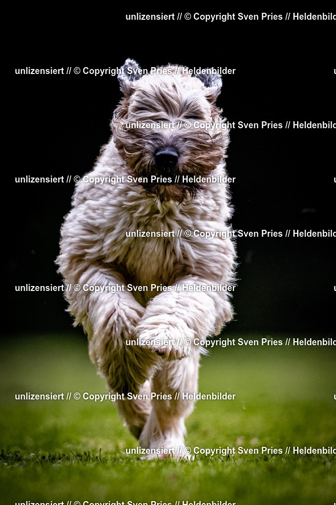 Sven Pries | 2025-10-03 - Hunderennen Obergrombach - Realisiert mit Pictrs.com