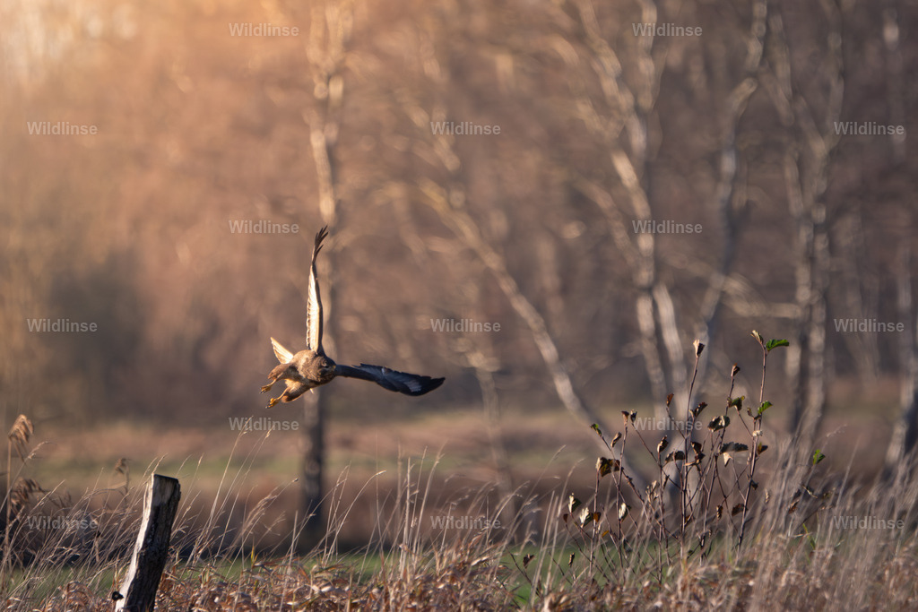 Wildlinse-241130-1 | Willkommen bei Wildlinse. Wildtierfotografien aus Schleswig-Holstein: Entdecke einzigartige Fine-Art-Prints und Poster, die Ruhe, Wildnis und die Schönheit unserer heimischen Tierwelt in dein Zuhause bringen. - Realisiert mit Pictrs.com