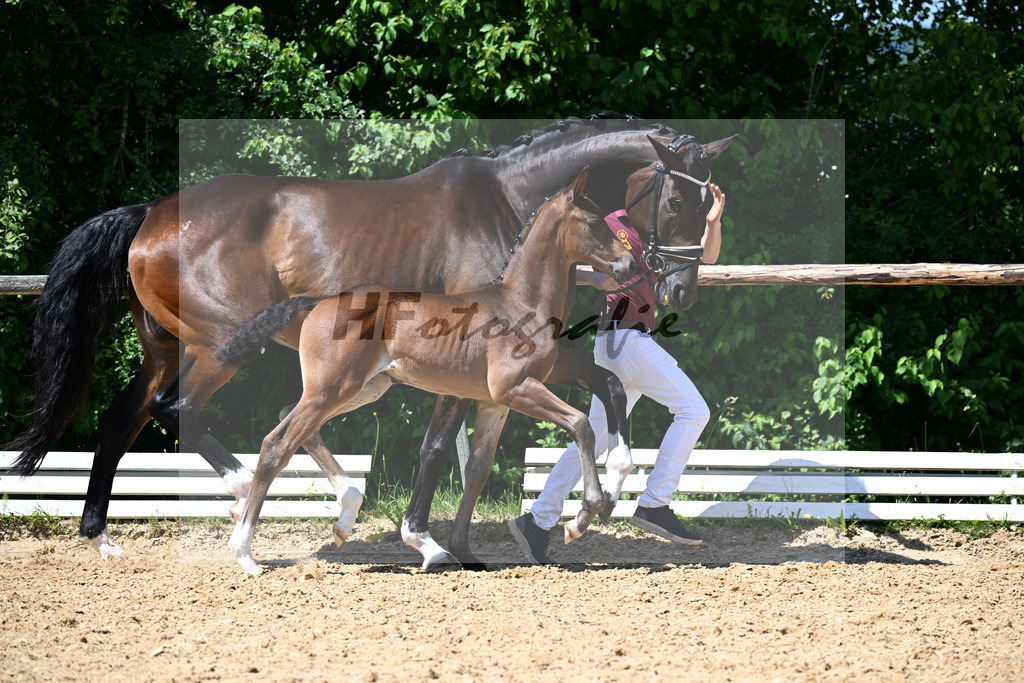 Kat-Nr. 16 Fuerst Samarant x Grey Flanell_HF_Froehlich u Fuchs_16250350 | hf-fotografie - Realisiert mit Pictrs.com