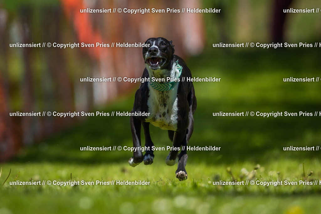 Hunderennen_April_2026_170 | 2026-04-26 - Hunderennen Baden-Oos April 2026 - Realisiert mit Pictrs.com