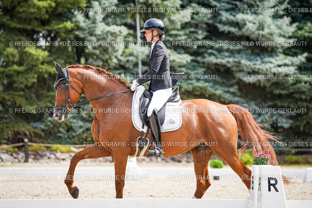 DSC09948 | Pferdegrafie