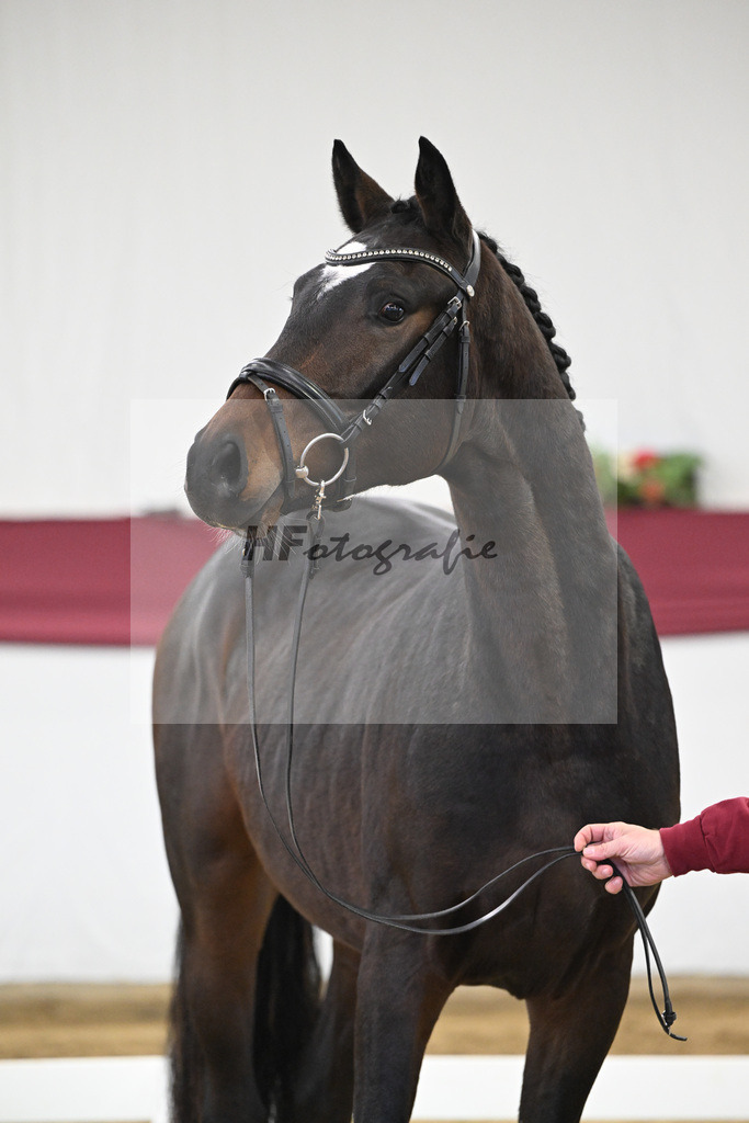 Kat-Nr. 28 Vidar x Zoom_Willi Schneider_47250928 | hf-fotografie - Realisiert mit Pictrs.com