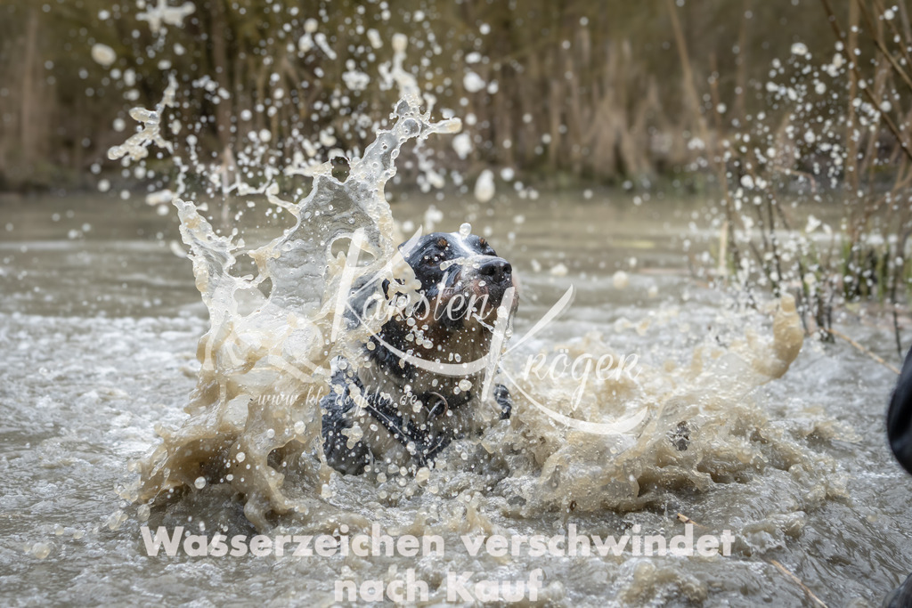 1420_ZZ98433 | kk-dogfotos