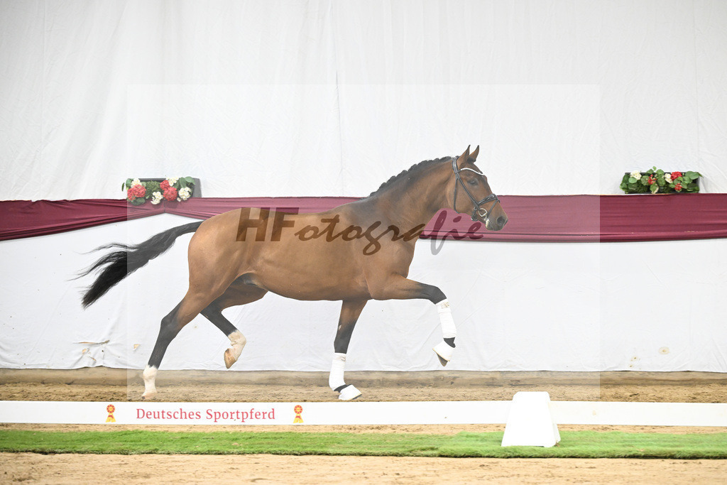 Kat-Nr. 116 Fusionist x Brentano II_Frederik Vekens_47253885 | hf-fotografie - Realisiert mit Pictrs.com