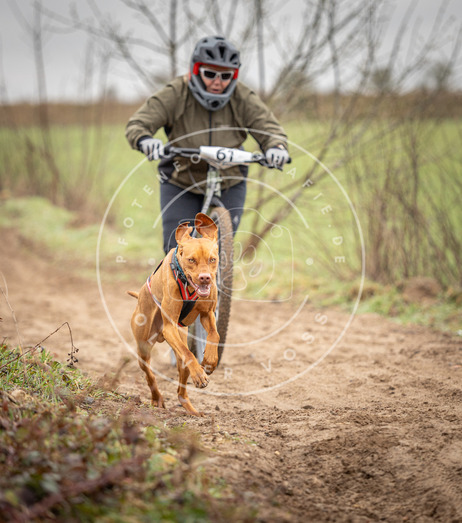 DV3A9385 | Hundefotografie, Tierfotograf, Pfotenfotografie, Fotoshooting Hund, Hunde Portrait, Hundesport, Hundeportraits, Heideshooting, Hunde, Sportfotograf, Hundefotograf, Turnierhundsport, THS,  - Realisiert mit Pictrs.com