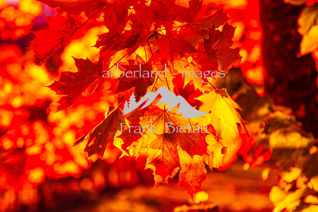 _MG_0181 | Herbstwald