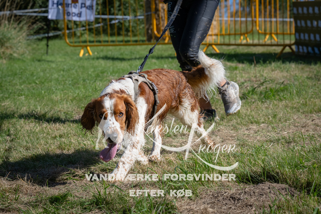 1009_ZZ97748 | kk-dogfotos