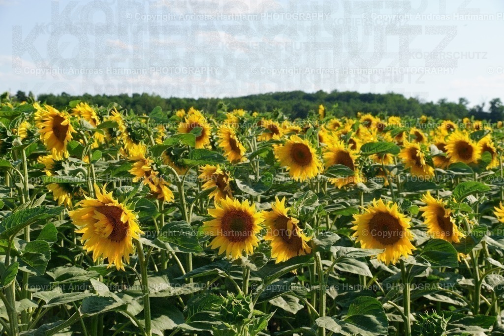 Sonnenblumenfeld | Sonnenblumenfeld - Realisiert mit Pictrs.com