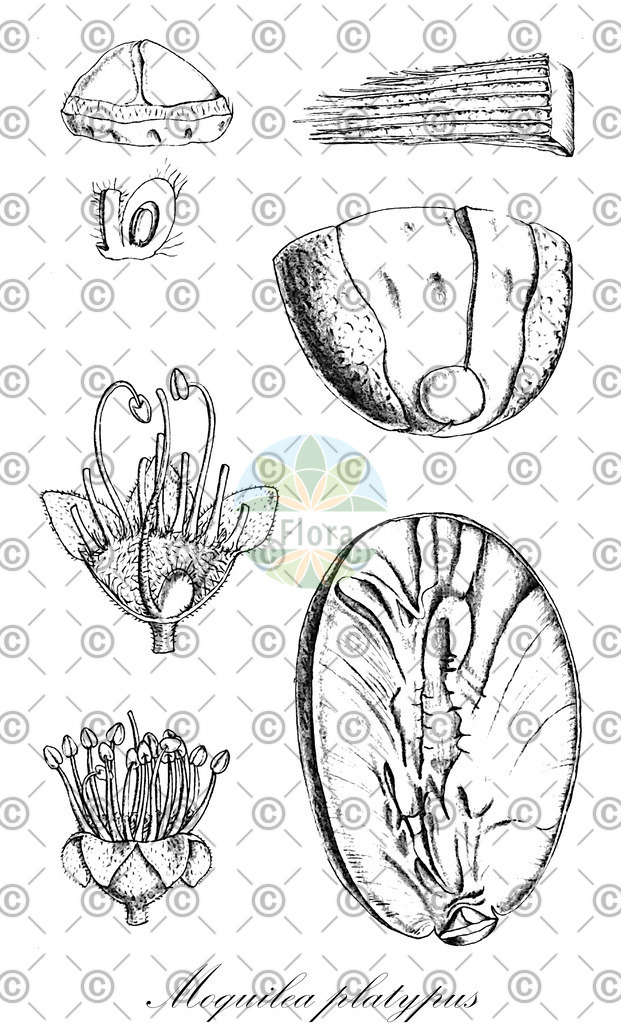 HistAbb_wfo-0001318544_1_ENZY_Simple | Historische Abbildung von Moquilea platypus - Chrysobalanaceae | Historical Illustration of Moquilea platypus - Chrysobalanaceae