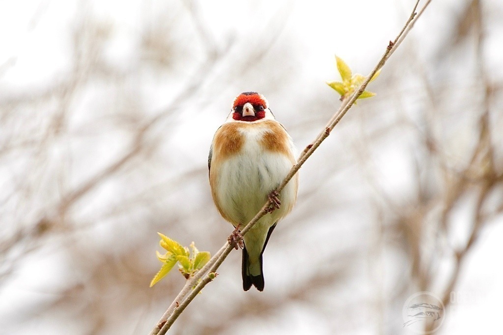DSC01335 | Björn Thiemann; Ogenblick.de; Fotografie; Photograph; Landscape, Pellworm, Schleswig-Holstein; Inselfotograf; Inselfotografien; Wattenmeer; National-Park; Naturschutzgebiet; Leuchtturm; Lighthouse; Leinwandbilder; Kalender; Pellworm Kalender;  - Realisiert mit Pictrs.com