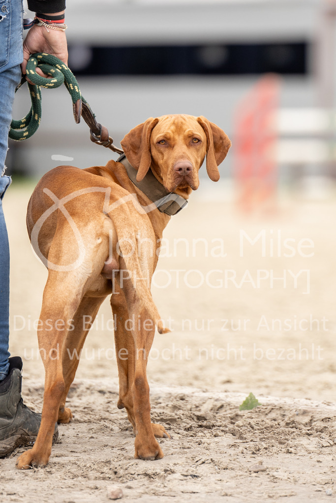 BHO24-SD-PonyTrophy-DSC07349 | Deine schönsten Turniermomente als professionelle Fotos! Entdecke hochwertige Pferdesport-Fotografie im Online-Shop. Jetzt Fotos finden & bestellen!