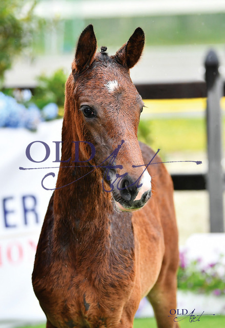 87 Sweet Dream DE433330815323 Secret - Scuderia - Fidertanz_1 | <meta name="description" content="★Offizieller Merchandise und Foto-/Videostore des Oldenburger Verbandes.★ ✅Jetzt auch digital Ausdrucke erhältlich." />
<meta name="keywords" content="Merchandise Foto-/Videostore Oldenburger Verband Photographie 