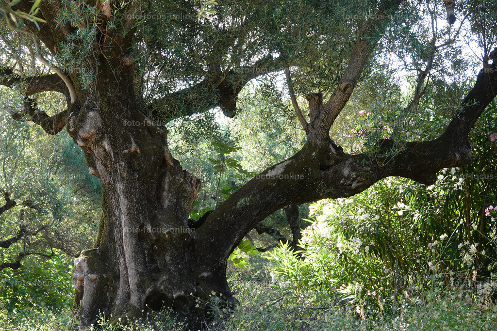 Stories of the Ancient Olive Trees | Stories of the Ancient Olive Trees