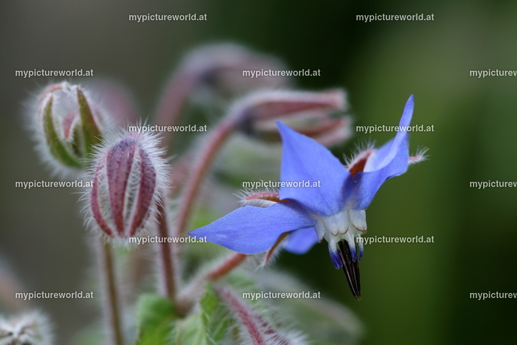 Borretsch-003 | Das Bilderarchiv über Tiere, Planzen und Landschaften. In der Bilddatenbank finden Sie ein große Auswahl an hochwertigen Bilder für Ihre Werbung - Realized with Pictrs.com