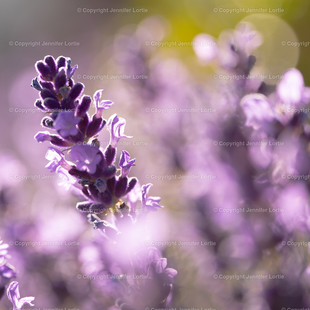 Lavendel Bokeh | Kreative Naturaufnahmen als hochwertige Druckprodukte kaufen. - Realisiert mit Pictrs.com