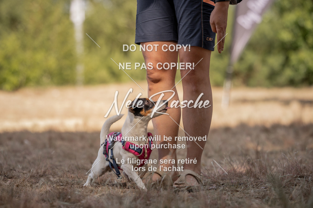 nelerasche_soDD2_229 | nelerasche
