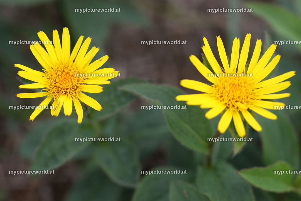 Weidenblättriges Ochsenauge-002 | Das Bilderarchiv über Tiere, Planzen und Landschaften. In der Bilddatenbank finden Sie ein große Auswahl an hochwertigen Bilder für Ihre Werbung - Realisiert mit Pictrs.com