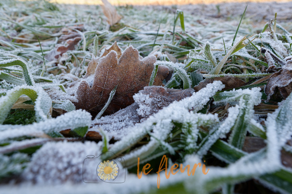 DSC_0278-NEF_DxO_DeepPRIME | Dies ist der Shop von Florian Blum - le fleuri. Langenthal, Bern, SchweizSie können hier meine oder ihre eigenen Fotos als Fotoprodukte kaufen. Tassen, Schlüsselanhänger, Taschen etc. können Sie hier gestalten.  - Realisiert mit Pictrs.com