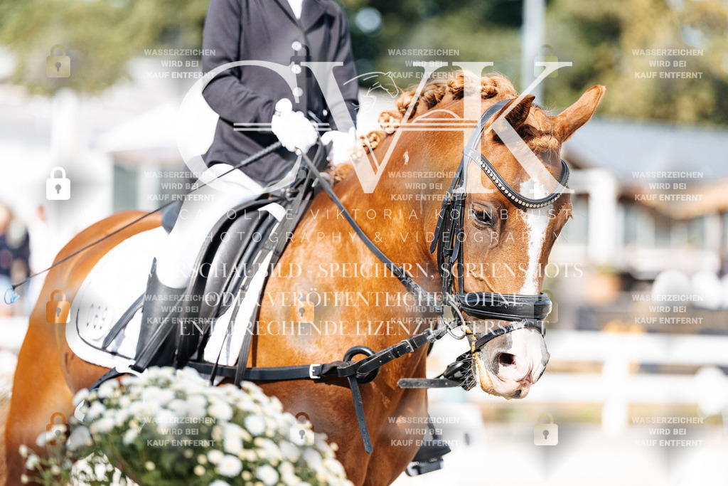 CK905313 | Turnierfotografie Pferdefotografie Trier Rheinland-Pfalz Pferdesport Reitsport Tierfotografie Sportfotografie Pferdevideo Pferdevideografie Equestrianvideography equestrianphotography  - Realisiert mit Pictrs.com