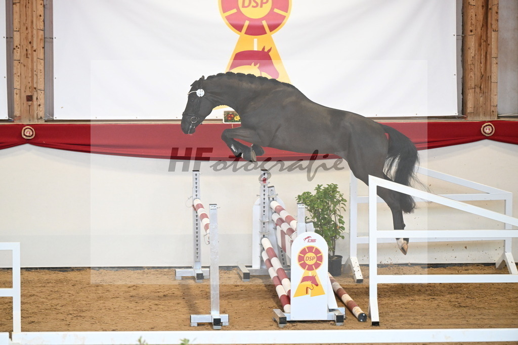 Kat.-Nr. 23 v. Diamant De Semilly_Jünger_2251119 | hf-fotografie - Realisiert mit Pictrs.com