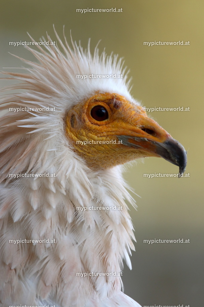 Schmutzgeier-002 | Das Bilderarchiv über Tiere, Planzen und Landschaften. In der Bilddatenbank finden Sie ein große Auswahl an hochwertigen Bilder für Ihre Werbung - Realisiert mit Pictrs.com