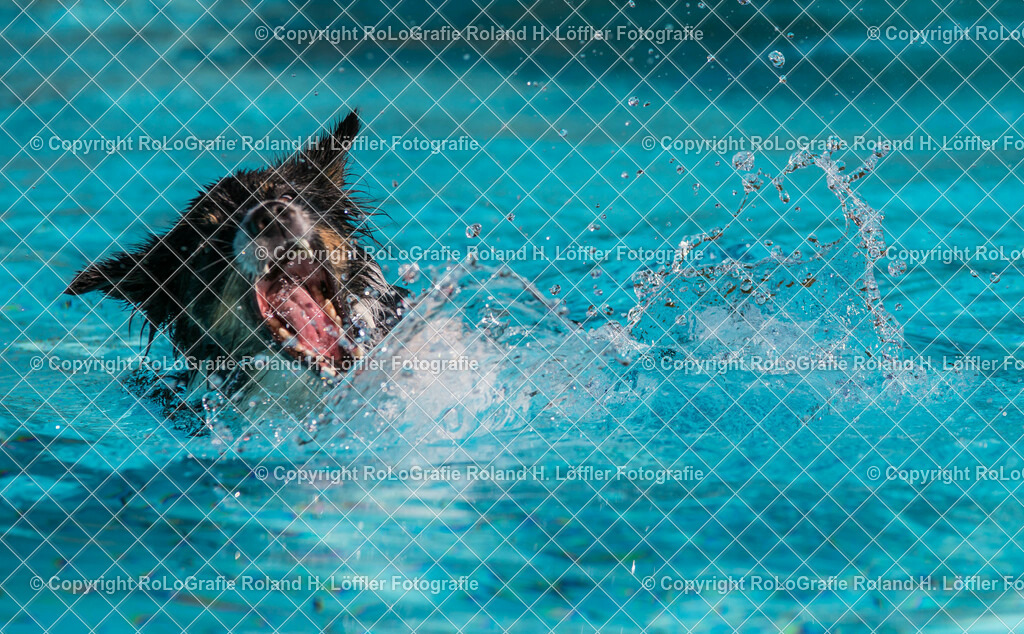 Hundebaden-03 | Bordercollie schwimmt im Freibad - Realisiert mit Pictrs.com