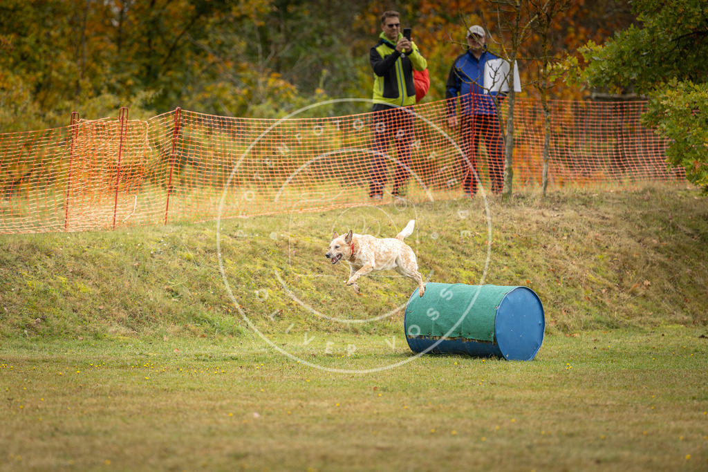 Pfotenfotografie_DV3A2518 | Hundefotografie, Tierfotograf, Pfotenfotografie, Fotoshooting Hund, Hunde Portrait, Hundesport, Hundeportraits, Heideshooting, Hunde, Sportfotograf, Hundefotograf, Turnierhundsport, THS,  - Realisiert mit Pictrs.com
