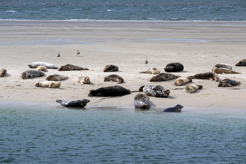 Seehundkolonie auf einer Sandbank vor Texel: Ruheplatz der Meeressäuger im Wattenmeer | Eine Kolonie von Seehunden und Kegelrobben liegt auf einer flachen Sandbank vor der Küste der niederländischen Nordseeinsel Texel. Während zahlreiche Tiere im Sand ruhen und sonnenbaden, schwimmen vereinzelte Robben am spülenden Wassersaum. Im Hintergrund verteilen sich Möwen auf der Weite des Strandes. Das Motiv eignet sich ideal für redaktionelle Beiträge zum Nationalpark Wattenmeer, zu Artenschutz, Heimischer Tierwelt, Nordseetourismus und Naturerlebnissen - Realisiert mit Pictrs.com