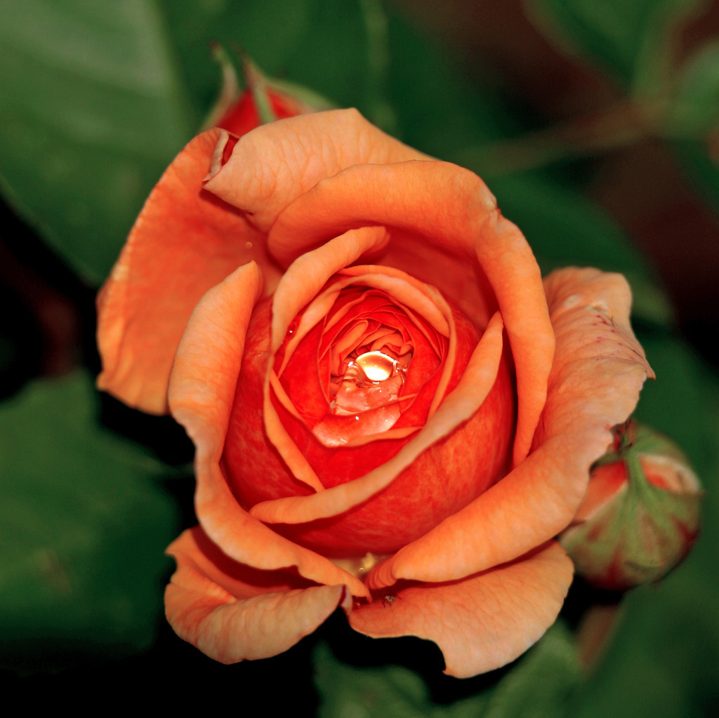 Rosenauge_00030a | ganze Rosenblüte, apricot mit Wassertropfen