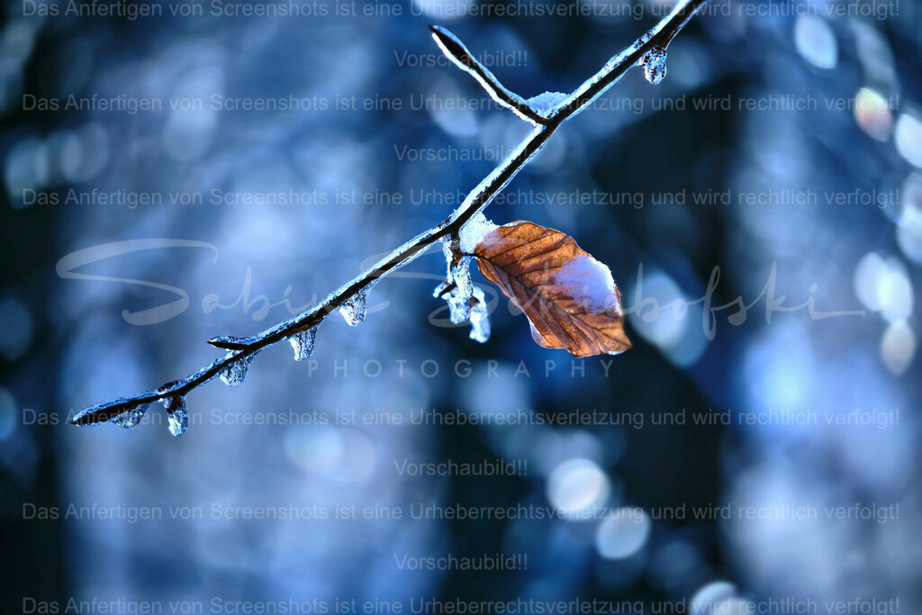 Wandbild Blatt im Winter | People- und Tierfotografie, Imageaufnahmen, Veranstaltungsfotografie und Wandbilder aus der Natur ★ Made in Germany ✔️ Druck + Downloads ✔️ Naturfotografie in Top Qualität ★ schneller Versand, weltweite Lieferung! - Realisiert mit Pictrs.com