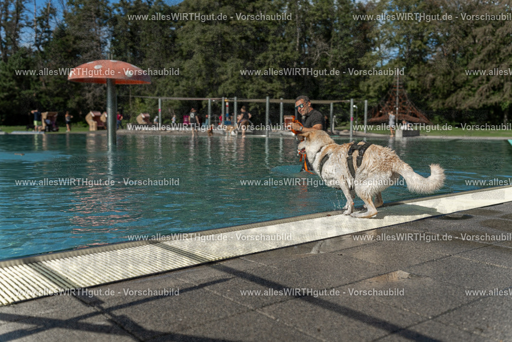 Hundeschwimmen_Volksbad_2026-allesWIRTHgut_Tierfotografie-2609061546-7R501858 | Professionelle Tierfotografie in Mönchengladbach von Daniel Wirth (allesWIRTHgut). Liebevolle & natürliche Bilder von Hunden & Katzen für unvergessliche Erinnerungen.