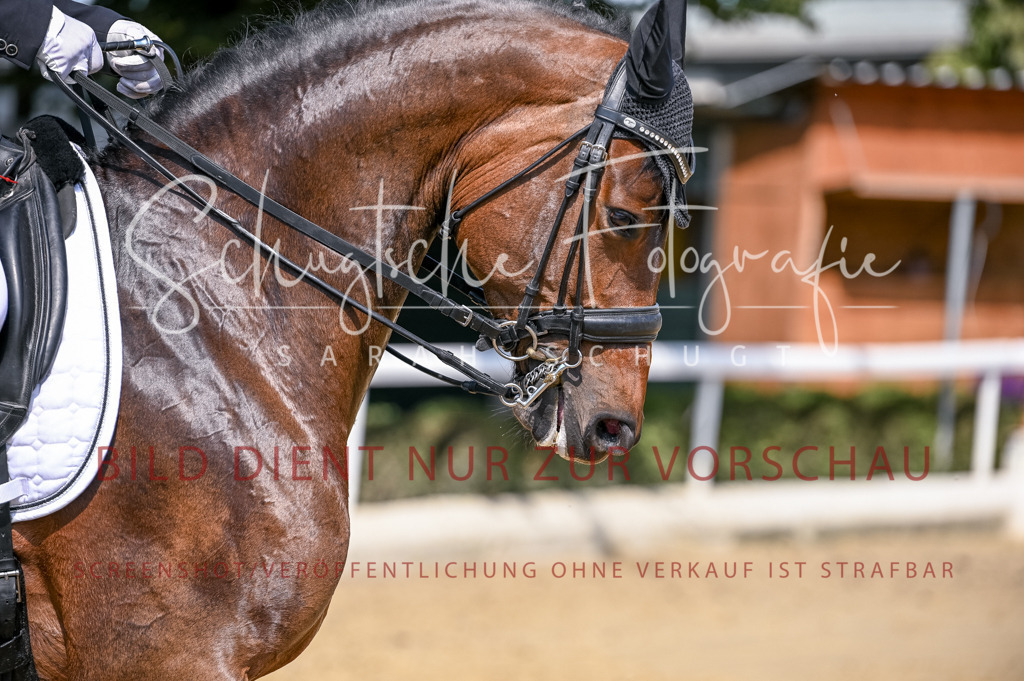 Schugtsche-Aluta25-52.Dressurprf.M2Kand-511 | Schugtsche Fotografie - Realisiert mit Pictrs.com