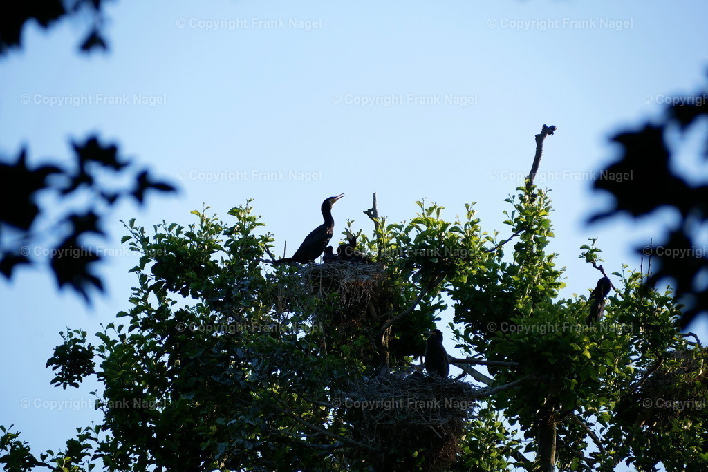 Kormoran-Kolonie | Kormorane brüten und ziehen Junge auf - Realisiert mit Pictrs.com