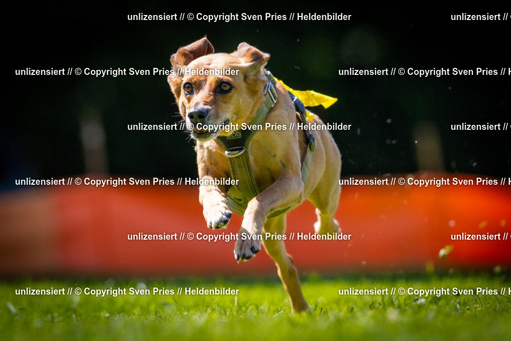 Sven Pries | 2025-08-10 - Hunderennen Durlach - Realisiert mit Pictrs.com