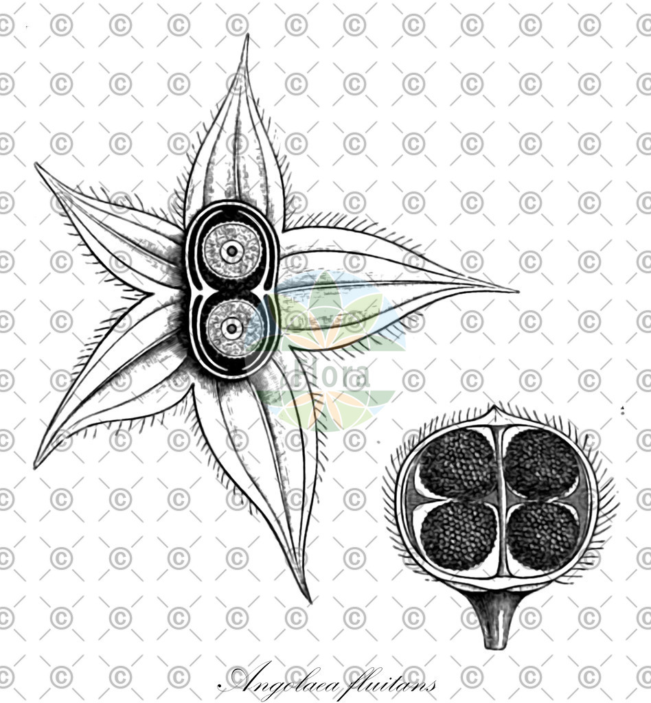 HistAbb_wfo-0000536542_199_ENZY_Simple | Historische Abbildung von Angolaea fluitans - Podostemaceae | Historical Illustration of Angolaea fluitans - Podostemaceae