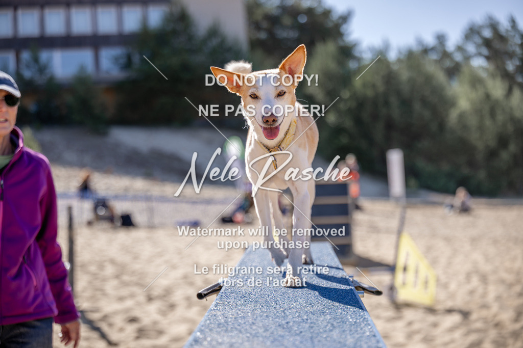 NR__0477 | nelerasche