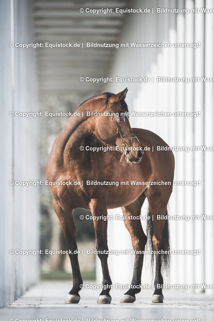 TS_20170326_Araber_Wandelhalle_0001 | Foto: Thomas Hartig