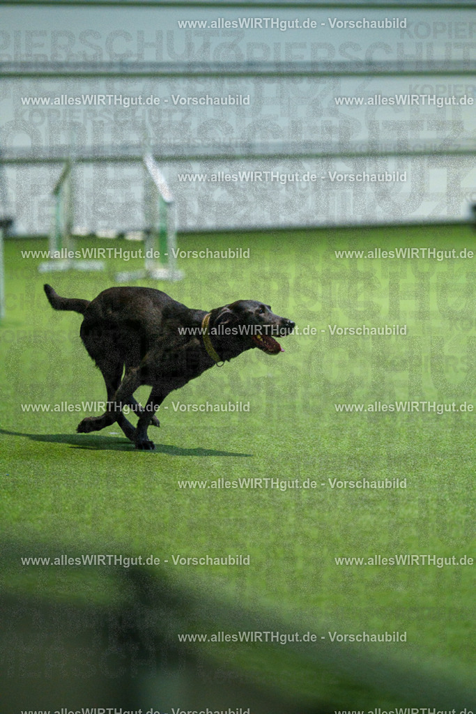 7R507055 | Professionelle Tierfotografie in Mönchengladbach von Daniel Wirth (allesWIRTHgut). Liebevolle & natürliche Bilder von Hunden & Katzen für unvergessliche Erinnerungen.