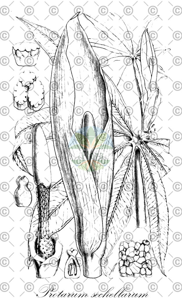 HistAbb_wfo-0001106793_1_ENZY_Simple | Historische Abbildung von Protarum sechellarum - Araceae | Historical Illustration of Protarum sechellarum - Araceae