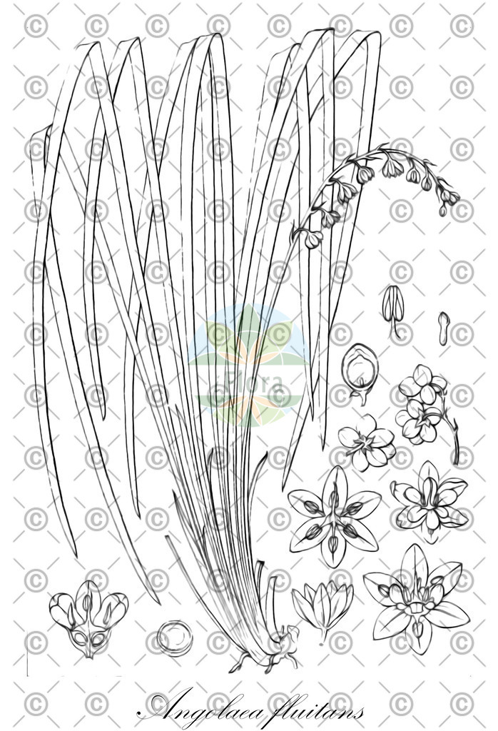 HistAbb_wfo-0000536542_560_ENZY_Simple | Historische Abbildung von Angolaea fluitans - Podostemaceae | Historical Illustration of Angolaea fluitans - Podostemaceae