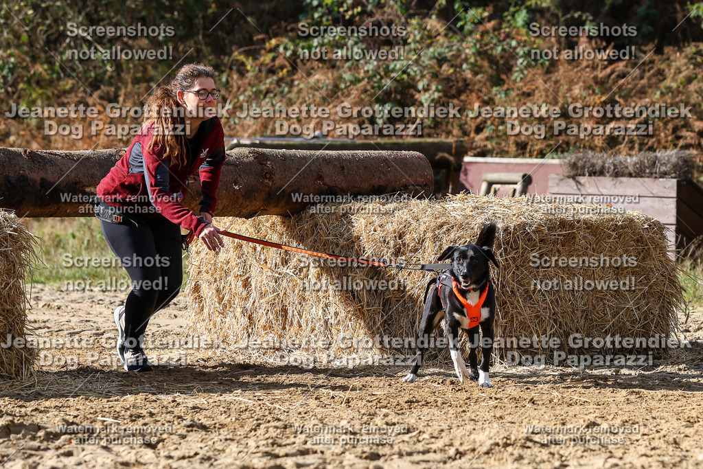 Dog Paparazzi - Strongdog 10-25-4919 | Dog Paparazzi Jeanette Grottendiek Fotografie & Videografie - Realisiert mit Pictrs.com