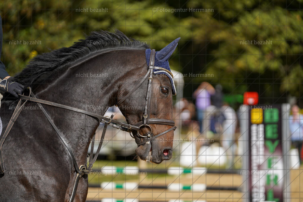 20231008-SN_01267 | Diessen am Ammersee, 2023, Dressur- und Springturnier, Reitsport, Turnierfotografie, Pferdebilder, Reitbilder, Turnierfotografen Bayern, Fotoagentur Herrmann