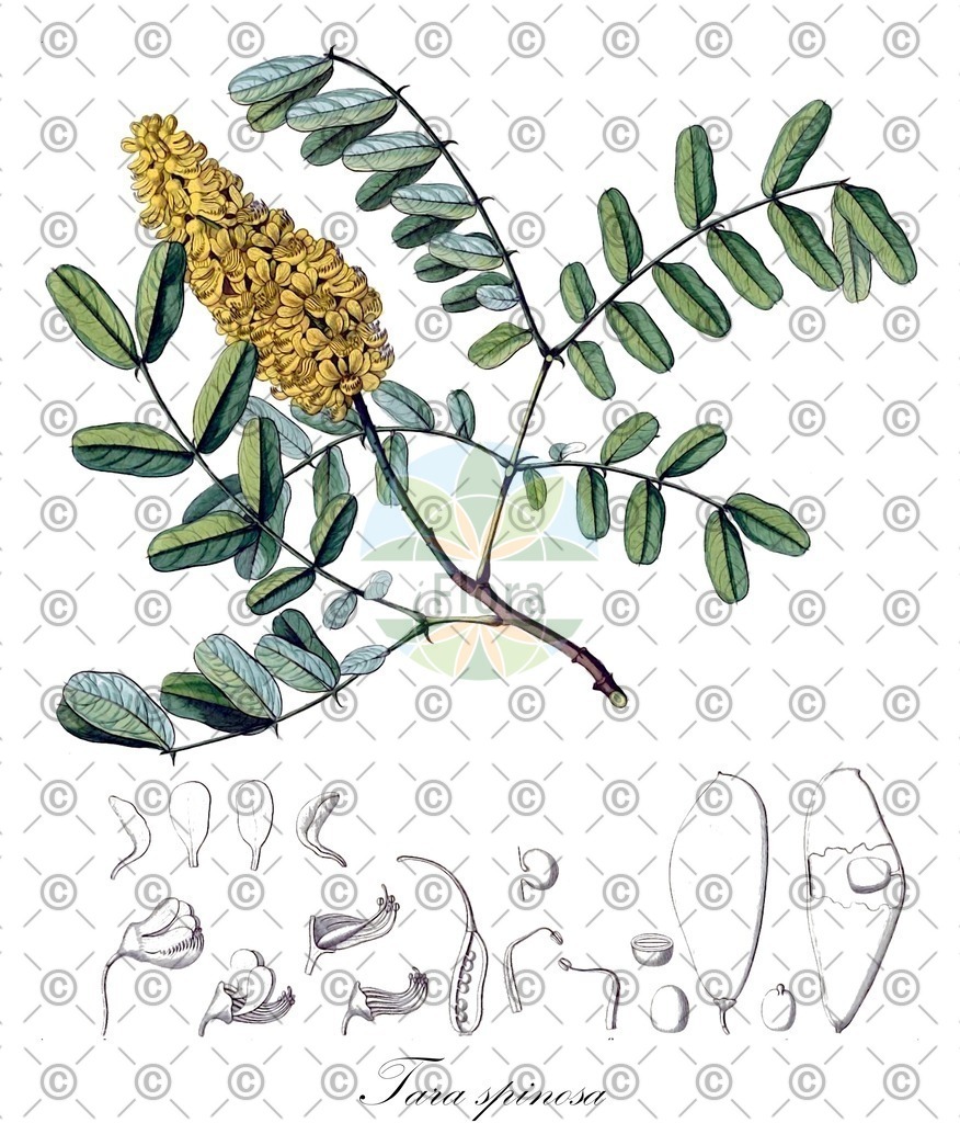 Histabb_EMP_7533318_SRC_Koehler_1887_SIMPLE | Historische Abbildung von Tara spinosa - Fabaceae | Historical Illustration of Tara spinosa - Fabaceae
