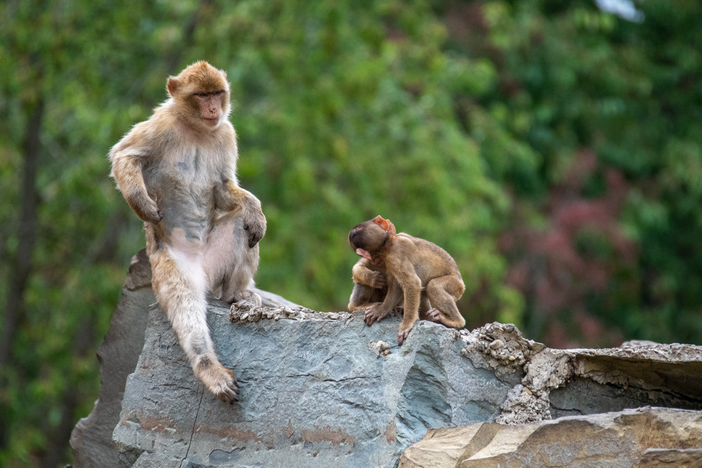Safariland Stukenbrock | #safarilandstukenbrock #freizeitparkinfos #tiere #animals #fotografie #nikon #nikondaily #nikonswitzerland #nikongermany #natur #landschaft #landscape - Realisiert mit Pictrs.com