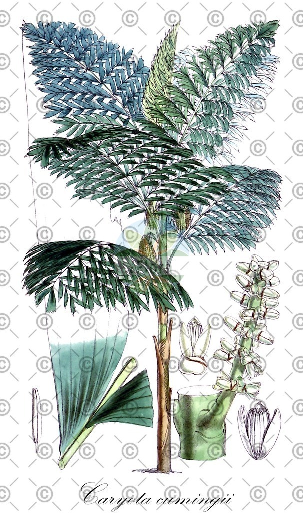 HistAbb_wfo-0000809944_1_ENZY_Simple | Historische Abbildung von Caryota cumingii - Arecaceae | Historical Illustration of Caryota cumingii - Arecaceae