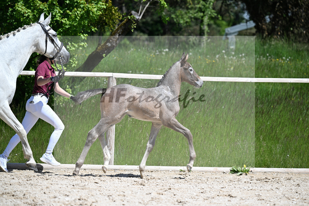 Zirdento Blue x Corlensky G_SF_Mayer_10250326 | hf-fotografie - Realizzato con Pictrs.com